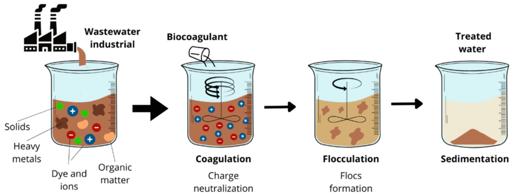 Coagulant