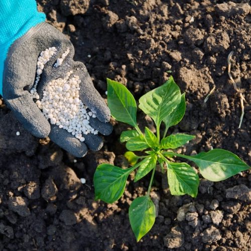 Chemical Fertilizers